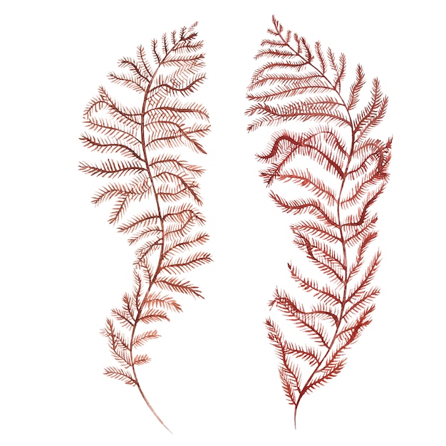 Photo seaweed sea life object isolated on white background. watercolor hand drawn painted illustration.