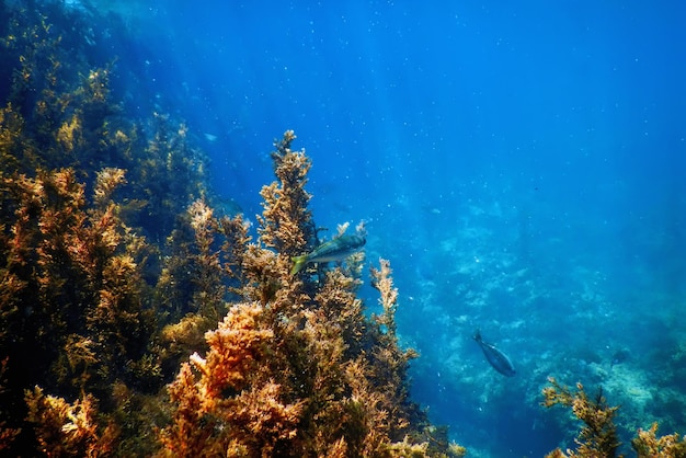 Seaweed Seaweed Underwater Seaweed Shallow Water