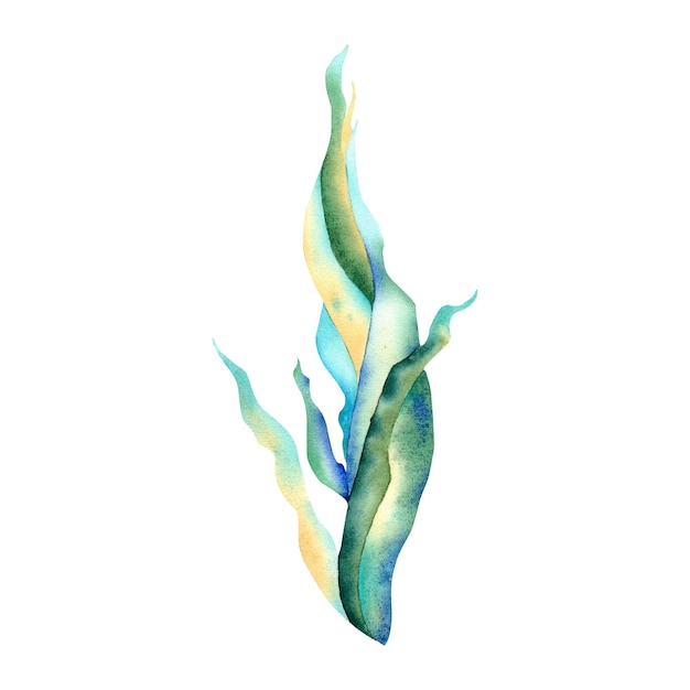 Seaweed Underwater plants Watercolor illustration on an isolated background The seabed