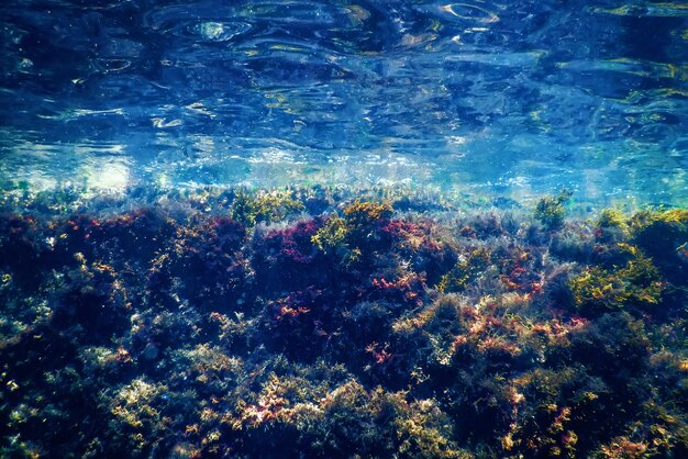 Seaweed underwater seaweed shallow water near surface