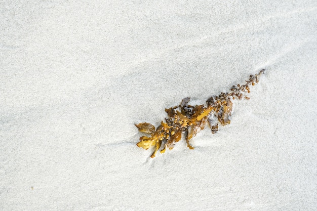 seaweed on the white sand beach