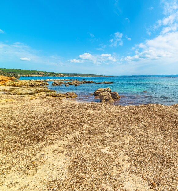 イタリアのアルゲーロの海沿いの海藻