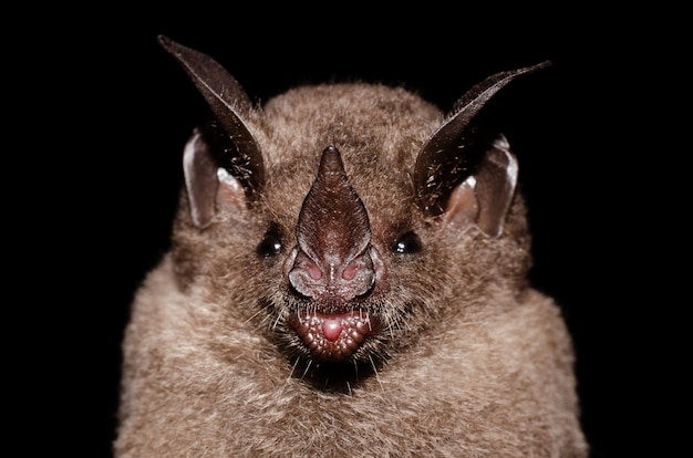 Photo seba's short-tailed bat is a common and widespread bat species