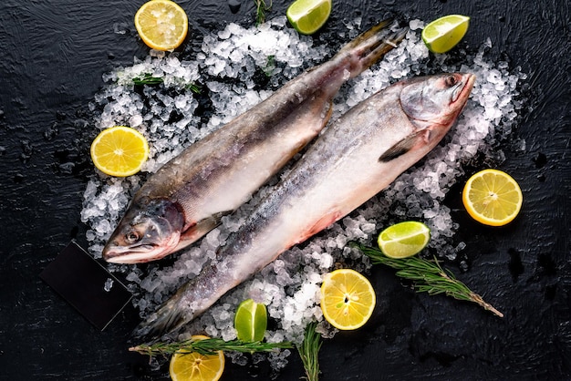 Sebastes- branzino femmina e maschio su uno sfondo nero vista dall'alto cosparso di ghiaccio, pesce intero e fresco, accanto a limoni lime e rosmarino