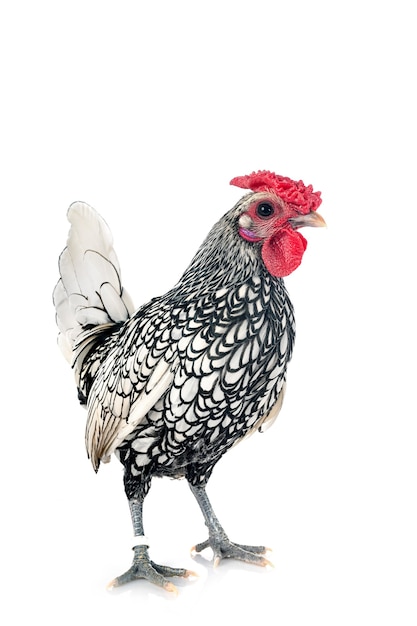 Sebright chicken in front of white background