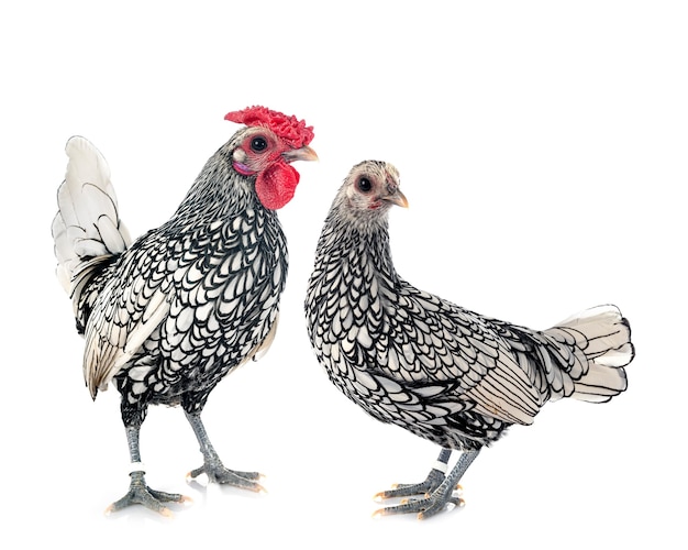 sebright chicken in front of white background