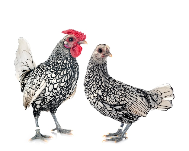 Sebright chicken in front of white background