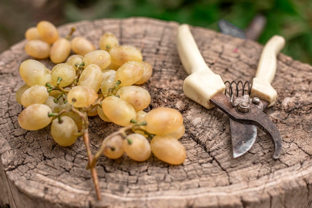 Secateurs and bunch of grapes on the wood 2