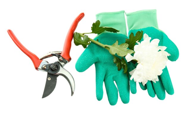 Secateurs with flower isolated on white