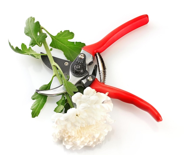 Secateurs with flower isolated on white