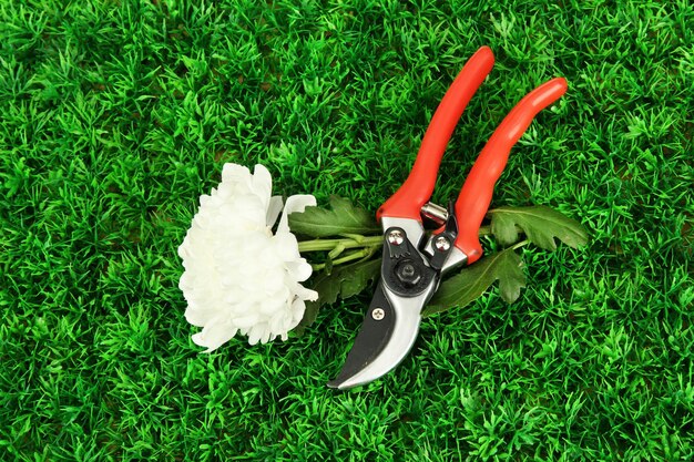 사진 푸른 잔디 배경에 꽃과 secateurs