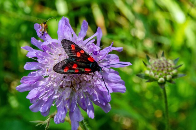 Foto sechsfleck-widderchen zygaena