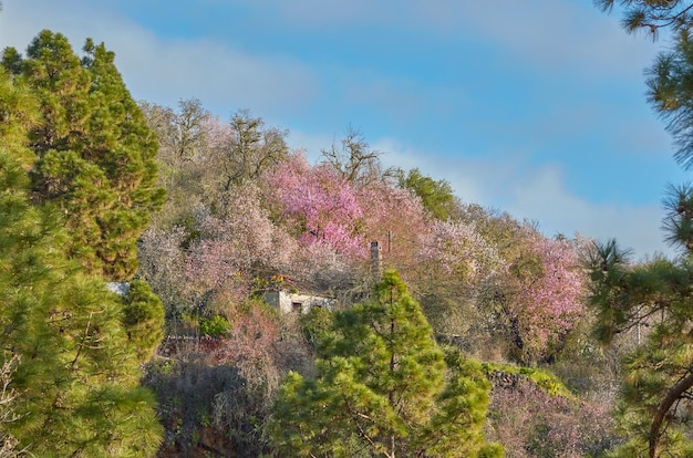 Secluded cabin in a green field of colors with copyspace Vibrant bushes growing around abandoned house in a private estate Peaceful morning with trees weaving beauty of nature into everyday life