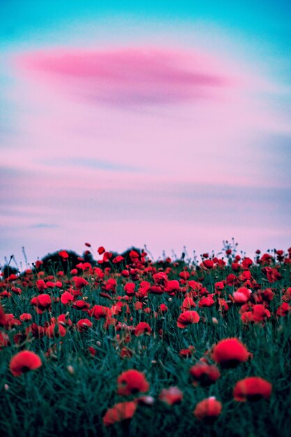 Photo second poppy field.