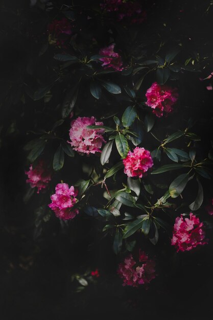 Secret garden, flowers of pink azalea, rhododendron, natural treasures. Dark nature background, mystical light texture