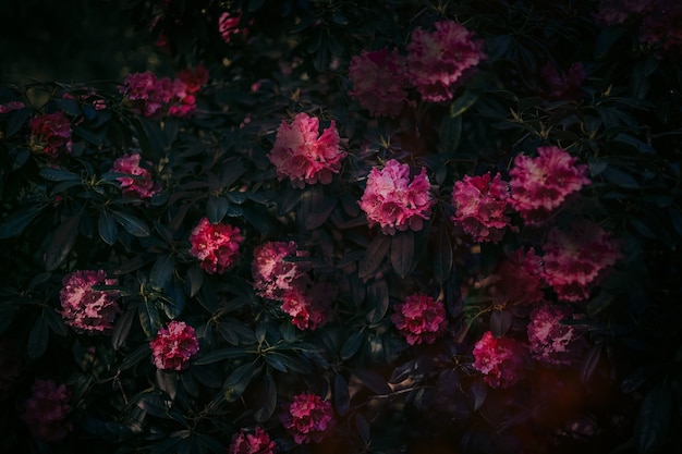 秘密の庭ツツジシャクナゲの夏の花自然の宝物暗い自然の背景神秘的な光の質感