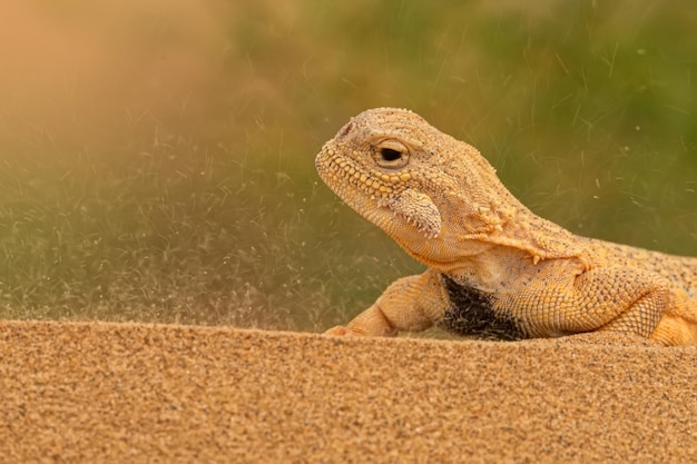 비밀 두꺼비 아가마 또는 phrynocephalus mystaceus 두꺼비 아가마