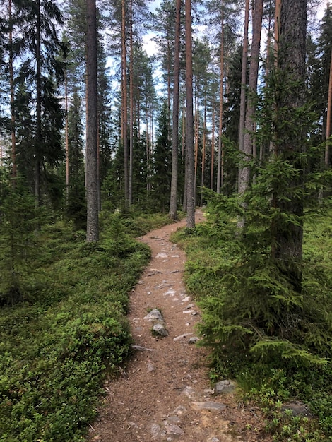 Фото Секретная тропа в спокойном лесу между деревьями в финляндии