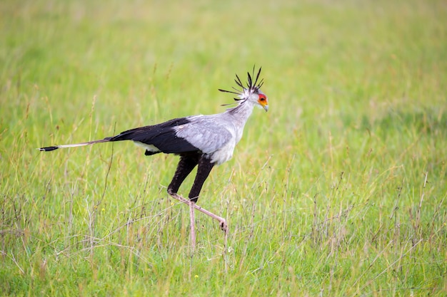 Secretary bird walks across a green field