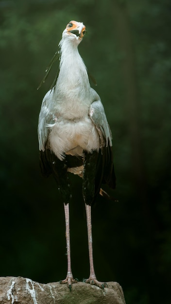 Secretarybird