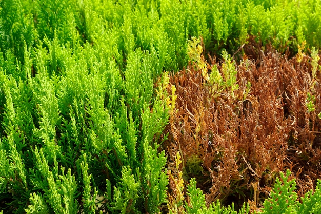 Sectie droge takken aan de boom thuya klaar voor snijden of verjonging