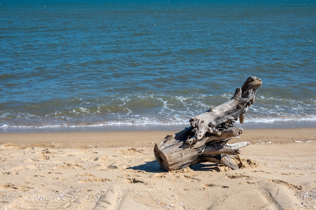 A section of dead wood was on the beach