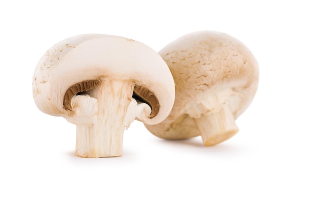 Section and fool champignons