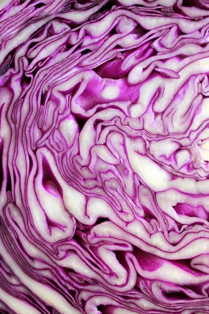 Section of fresh red cabbage white with purple