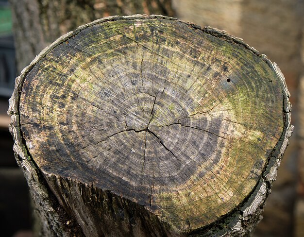 Sezione di un vecchio ceppo sull'albero di albicocca