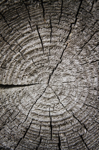 Section of an old tree, annual rings closeup
