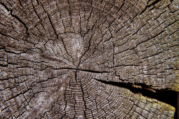 Section of an old tree, annual rings closeup