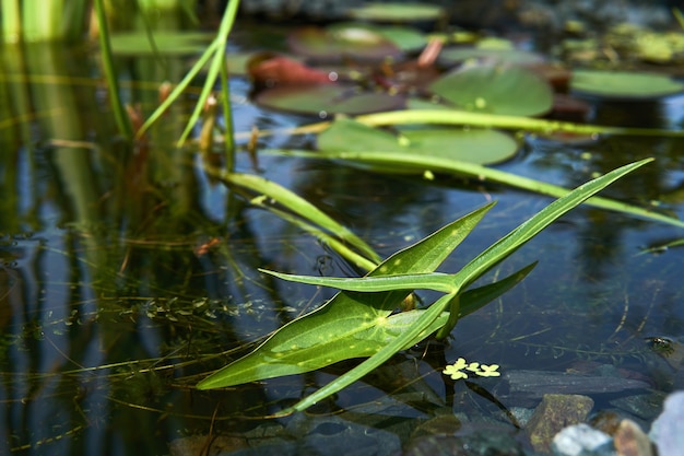 Section of a small overgrown pond with arrowhead close-up on a sunny day