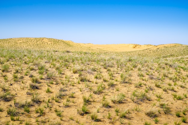 사구와 드문드문 식물이 있는 봄 사막의 한 부분