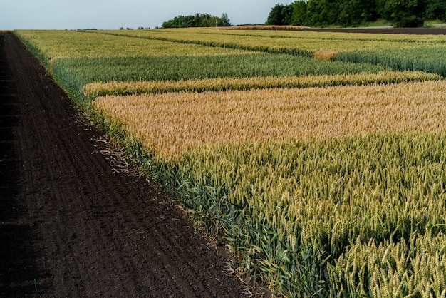 sectors of cereal crops on demo plots