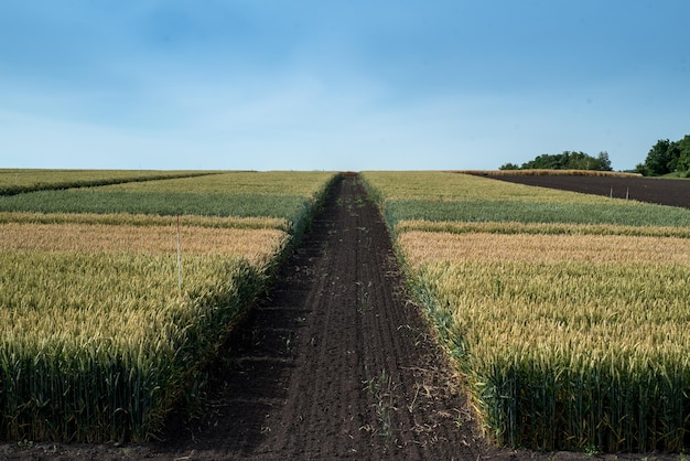 sectors of plot of agriculture the road demarcates plots with different varieties of grain crops