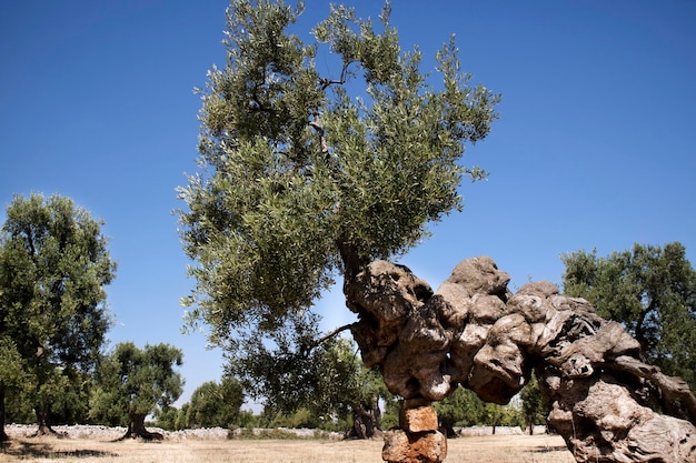 Secular Olives of Italy