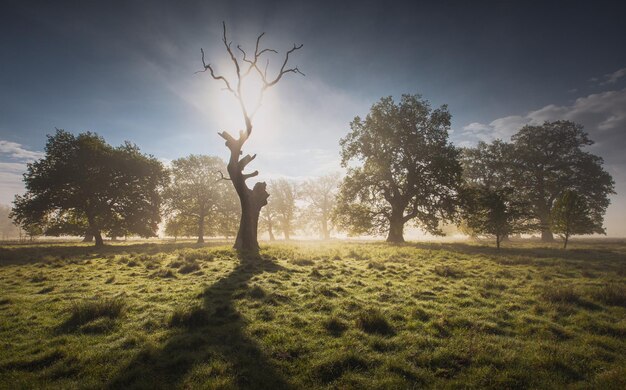 Photo secular trees with perfect light in a foggy spring morning near sighisoara romania