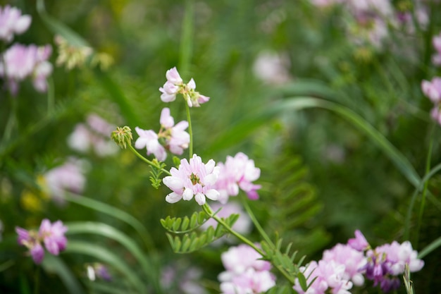Foto securigera (coronilla) varia bloemen. paarse kroonwikke