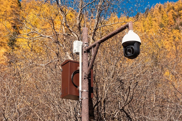 Telecamera di sorveglianza di sicurezza o impostazione cctv nella pineta autunnale del parco nazionale