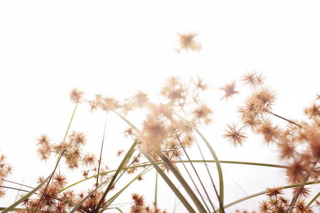 Sedge flowers on a white background