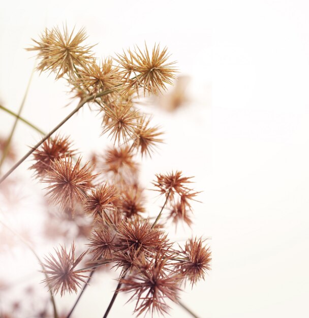 Sedge flowers on a white background