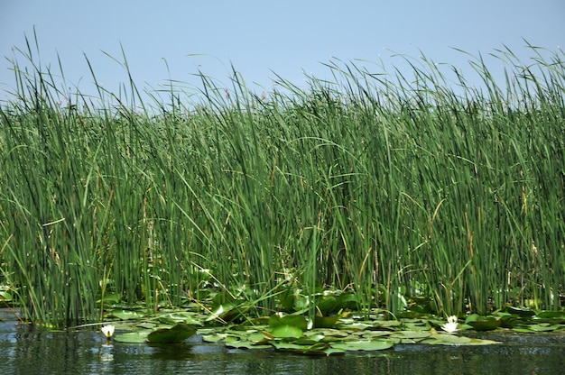 Sedge in the marshland in spring Danube delta Romnaia