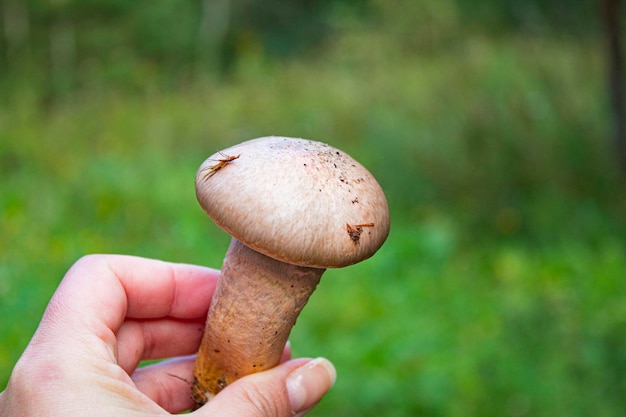 Photo sedobnye griby rastusie v osennem lesu