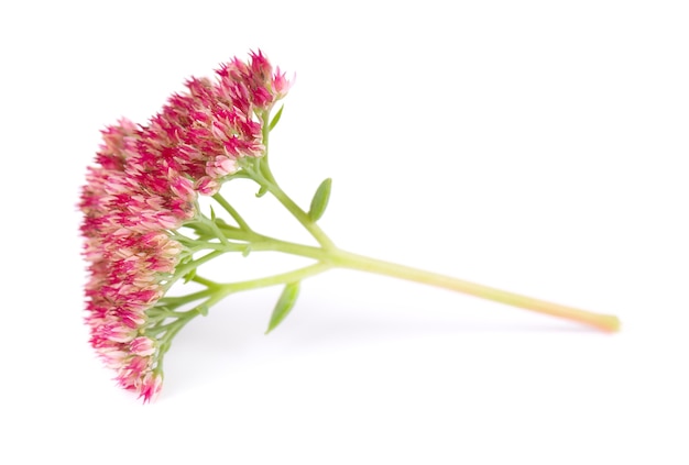 Sedum bloemen geïsoleerd op een witte achtergrond hylotelephium spectabile of opzichtige muurpeper