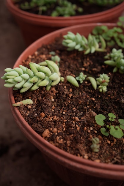 鍋にセダムロバの尾植物