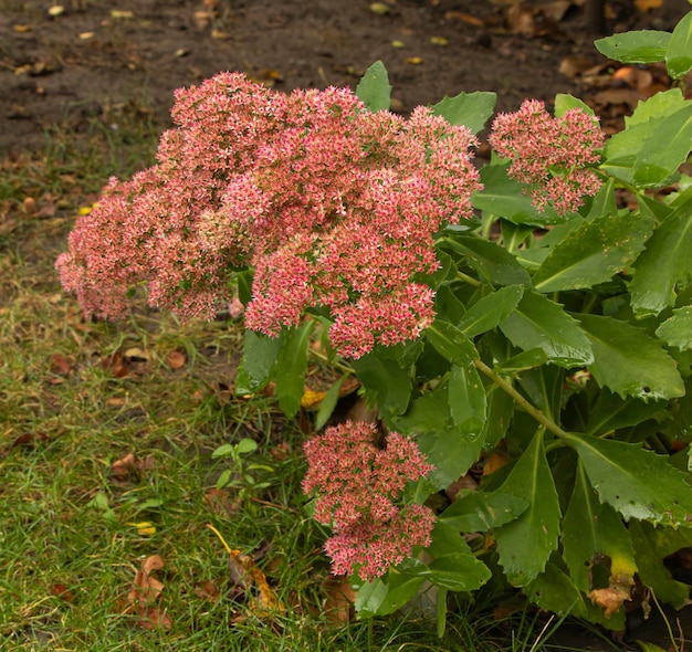 Foto sedum in de tuin bloeit prachtig roze van kleur