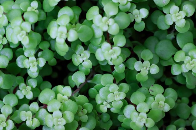 写真 sedum makinoiogonlimelight日本のマンネングサロゼットの明るい脚光を浴びる色と心を持っています