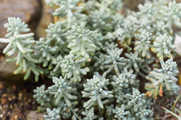 Sedum pachyphyllum plant close up