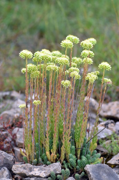 Sedum sediforme in flower growing among calcareous rocks