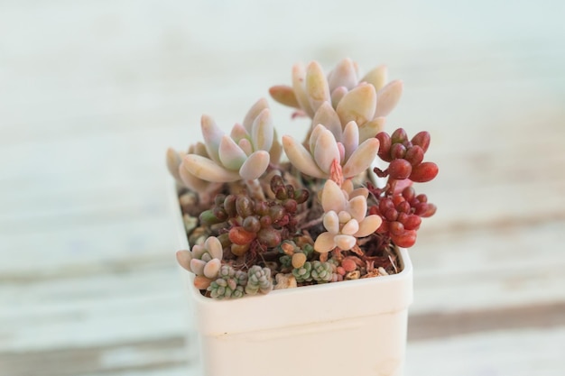 Sedum succulent houseplants in white pot